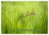 Feldansichten (Wandkalender 2026 DIN A3... - Bild 5