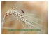 Feldansichten (Wandkalender 2026 DIN A3... - Bild 9