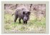 Wildschweine ganz nah an der Sau (Sus... - Bild 11