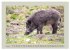 Wildschweine ganz nah an der Sau (Sus... - Bild 12