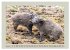 Wildschweine ganz nah an der Sau (Sus... - Bild 14