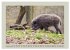Wildschweine ganz nah an der Sau (Sus... - Bild 15