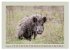 Wildschweine ganz nah an der Sau (Sus... - Bild 3