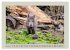 Wildschweine ganz nah an der Sau (Sus... - Bild 7