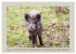 Wildschweine ganz nah an der Sau (Sus... - Bild 8