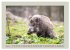 Wildschweine ganz nah an der Sau (Sus... - Bild 10
