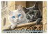 Katzen Illustrationen - Faszination pur... - Bild 12