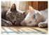 Katzen Illustrationen - Faszination pur... - Bild 14