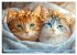 Katzen Illustrationen - Faszination pur... - Bild 5