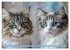 Katzen Illustrationen - Faszination pur... - Bild 2
