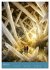 Awsome Caves in the Deep (Desk Calendar... - Bild 11