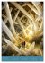 Awsome Caves in the Deep (Wall Calendar... - Bild 9