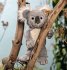 Steiff 067587 - Nils Koala, grau/weiß,... - Bild 2