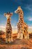Steiff 068041 - Bendy Giraffe, stehend,... - Bild 2