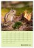 Hörnchen aus aller Welt (Wandkalender... - Bild 11
