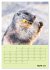 Hörnchen aus aller Welt (Wandkalender... - Bild 13