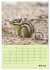 Hörnchen aus aller Welt (Wandkalender... - Bild 14
