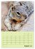Hörnchen aus aller Welt (Wandkalender... - Bild 15