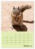Hörnchen aus aller Welt (Wandkalender... - Bild 3