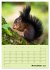Hörnchen aus aller Welt (Wandkalender... - Bild 4