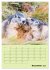 Hörnchen aus aller Welt (Wandkalender... - Bild 5