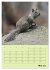 Hörnchen aus aller Welt (Wandkalender... - Bild 9