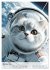 Katzen im Weltall - lustiger... - Bild 3
