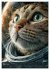 Katzen im Weltall - lustiger... - Bild 5