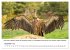 Die Geier sind los (Wandkalender 2026... - Bild 5