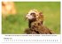 Die Geier sind los (Wandkalender 2026... - Bild 8