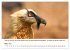 Die Geier sind los (Wandkalender 2026... - Bild 9