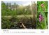 Schwabens Riede und Moore (Wandkalender... - Bild 7