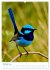 Blaue Vögel (hochwertiger Premium... - Bild 2