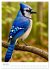 Blaue Vögel (hochwertiger Premium... - Bild 11