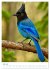 Blaue Vögel (hochwertiger Premium... - Bild 12
