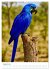 Blaue Vögel (hochwertiger Premium... - Bild 13