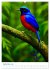 Blaue Vögel (hochwertiger Premium... - Bild 14