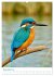 Blaue Vögel (hochwertiger Premium... - Bild 3