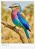 Blaue Vögel (hochwertiger Premium... - Bild 4
