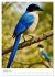 Blaue Vögel (hochwertiger Premium... - Bild 6