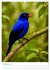Blaue Vögel (hochwertiger Premium... - Bild 7