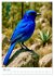 Blaue Vögel (hochwertiger Premium... - Bild 8