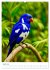Blaue Vögel (hochwertiger Premium... - Bild 9