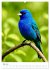 Blaue Vögel (hochwertiger Premium... - Bild 10
