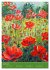 Coquelicots en peinture (Calendrier de... - Bild 14