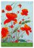 Coquelicots en peinture (Calendrier de... - Bild 7