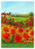 Coquelicots en peinture (Calendrier de... - Bild 10