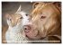 Hund und Katze - Tierische Freunde... - Bild 12