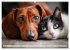 Hund und Katze - Tierische Freunde... - Bild 13