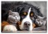 Hund und Katze - Tierische Freunde... - Bild 15